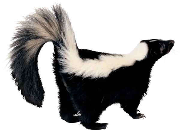 Striped Skunk with Prominent Tail