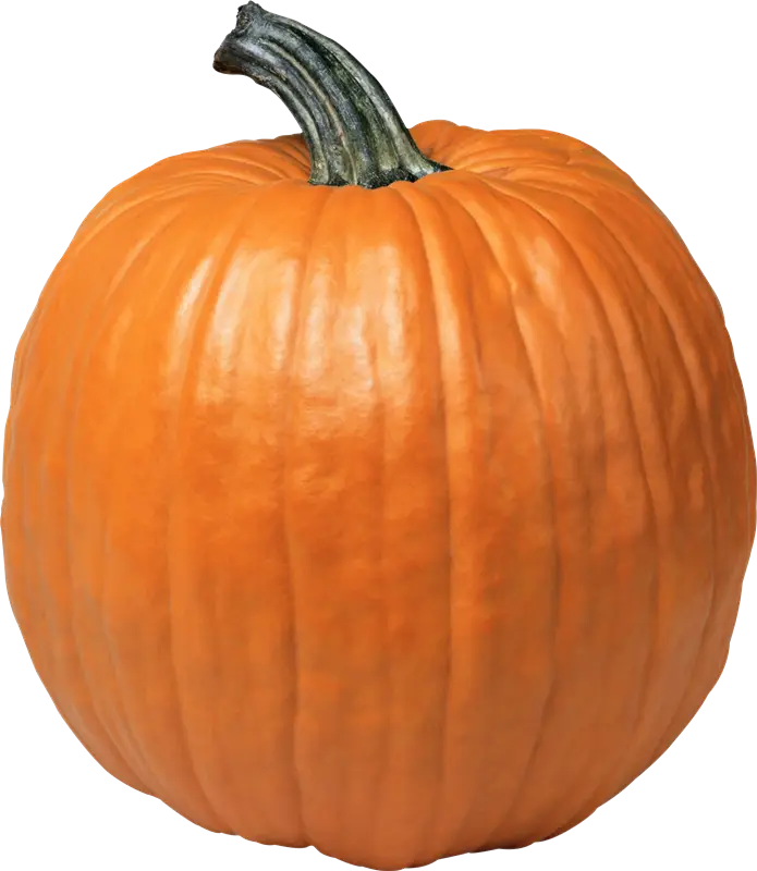 Orange Pumpkin as Autumn and Halloween Symbol