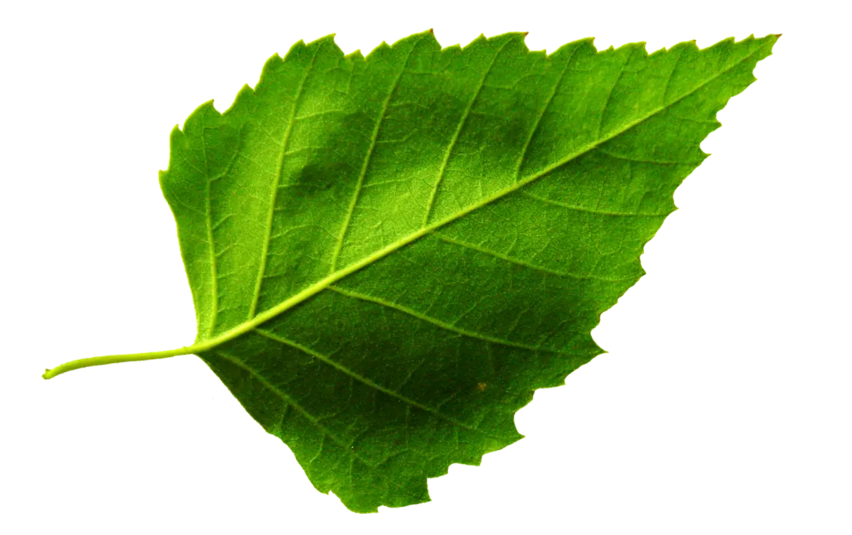 Bright Green Leaf Illustration