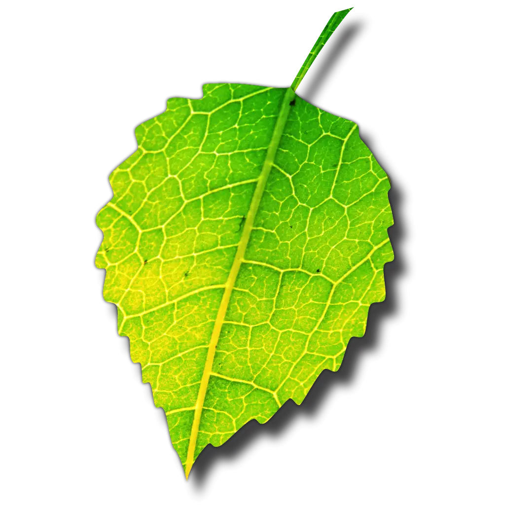 Green Leaf with Detailed Texture
