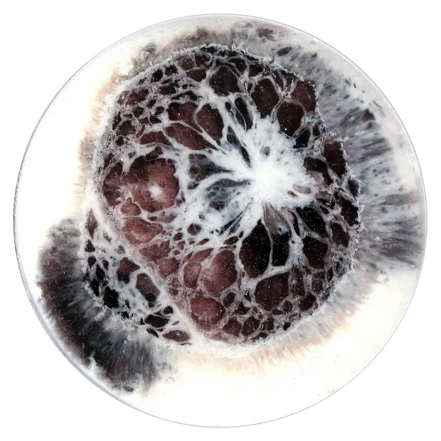 Moldy Food Under Magnification