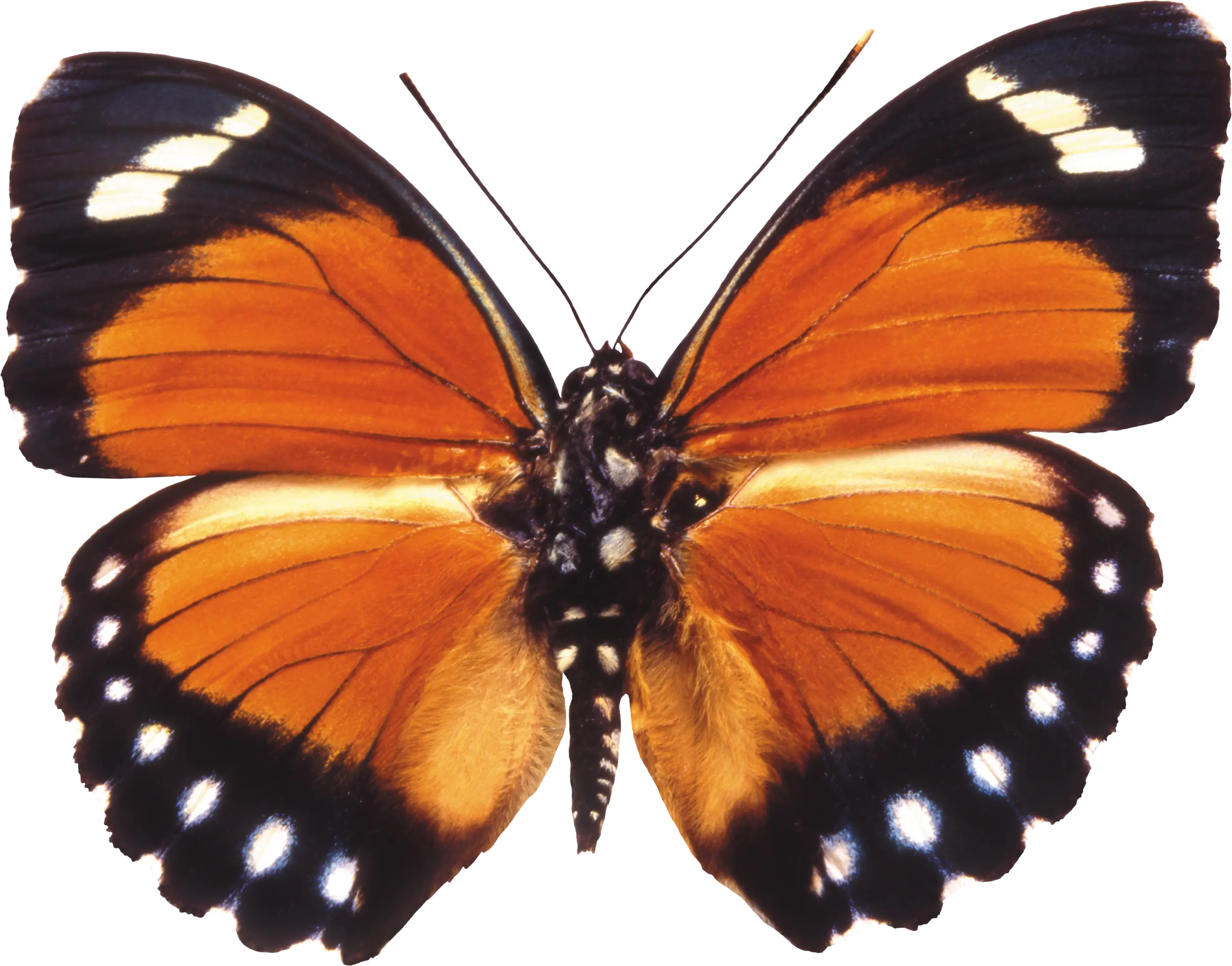 Vibrant Orange Butterfly
