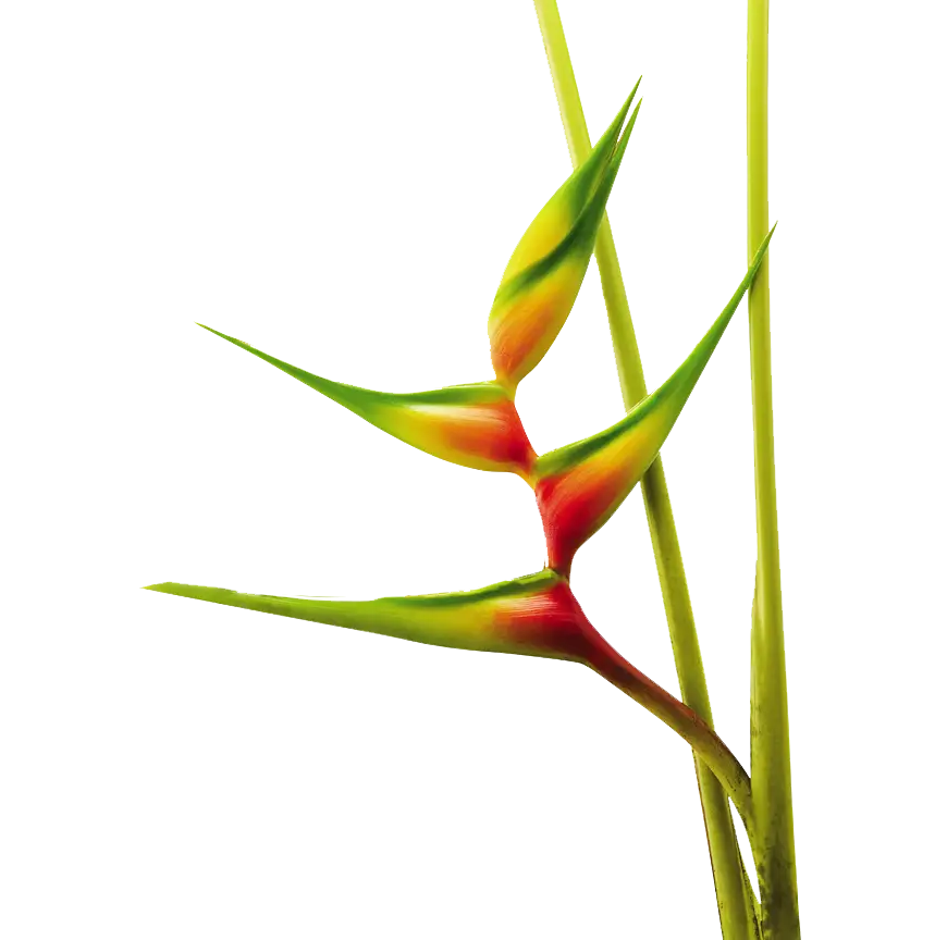 Vibrant Heliconia Tropical Flower