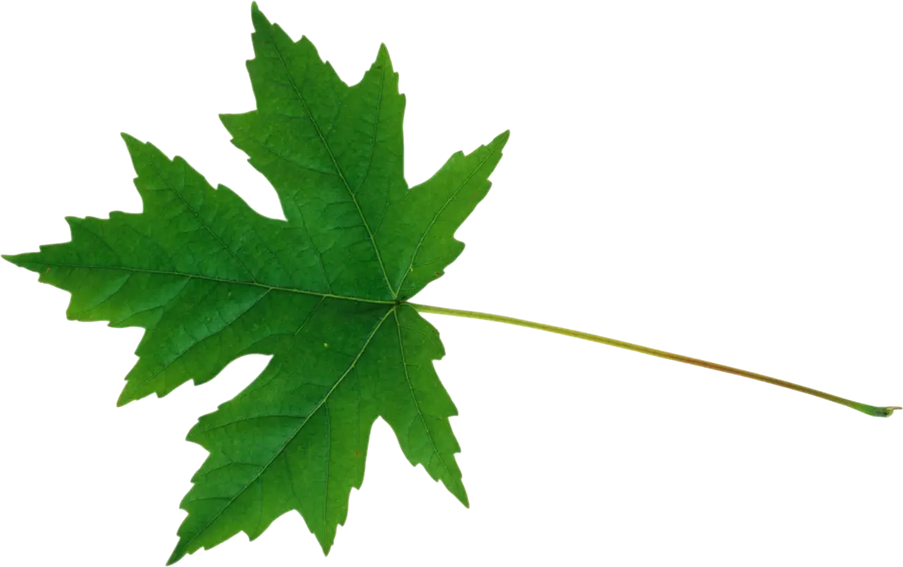 Bright Green Maple Leaf Illustration