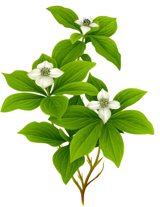 Green Plant with White Flowers for Garden