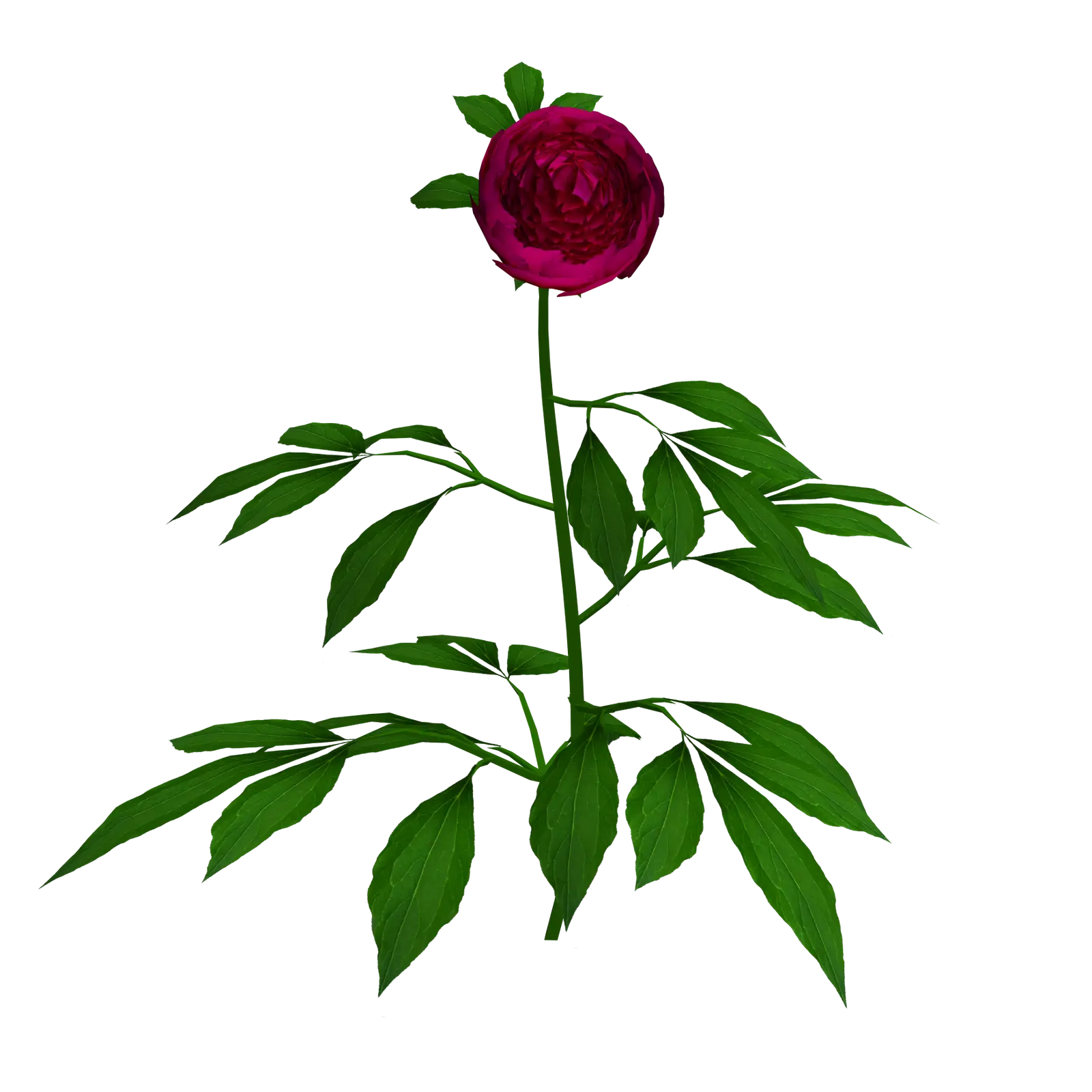 Red Rose with Green Leaves for Natural Elegance