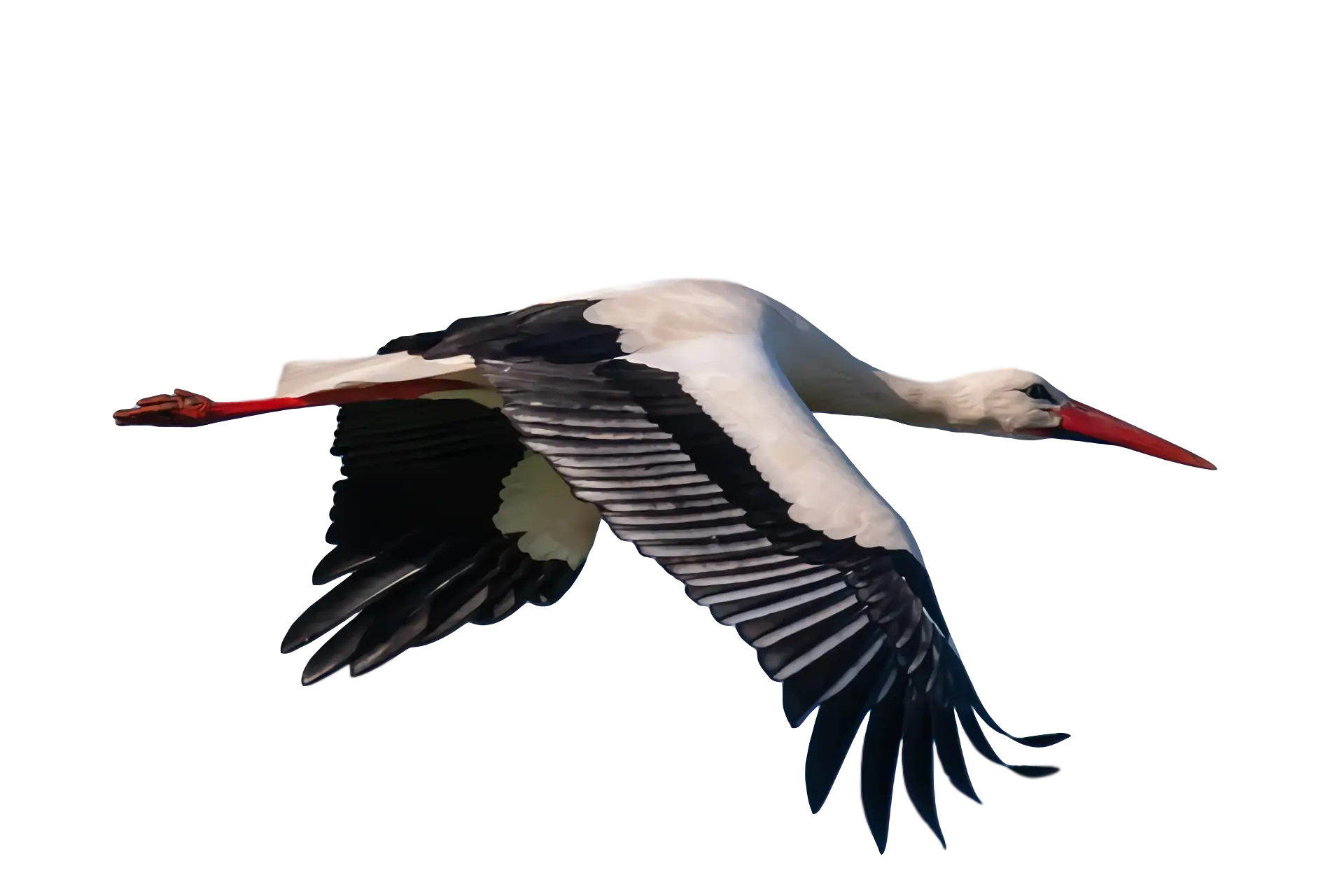 White Stork in Flight with Spread Wings
