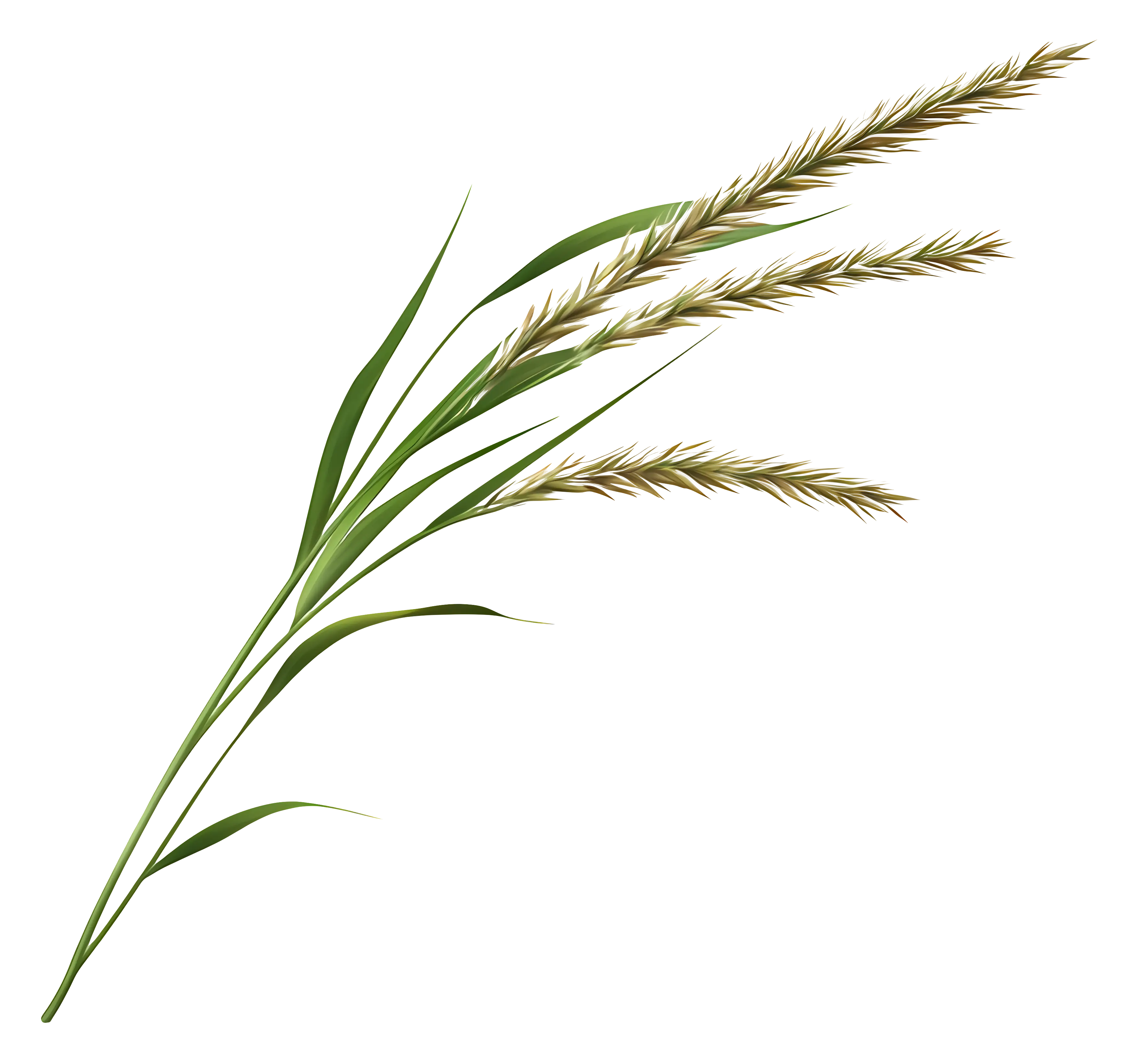 Golden Wheat Stalks Illustration