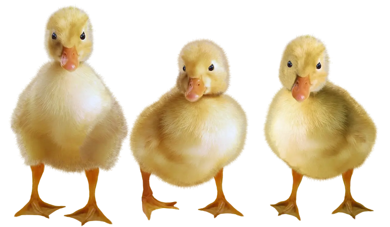 Three Adorable Yellow Ducklings