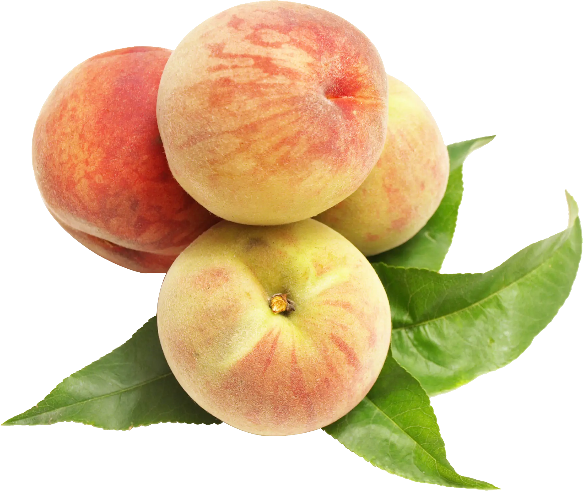Cluster of Fresh Peaches with Leaves