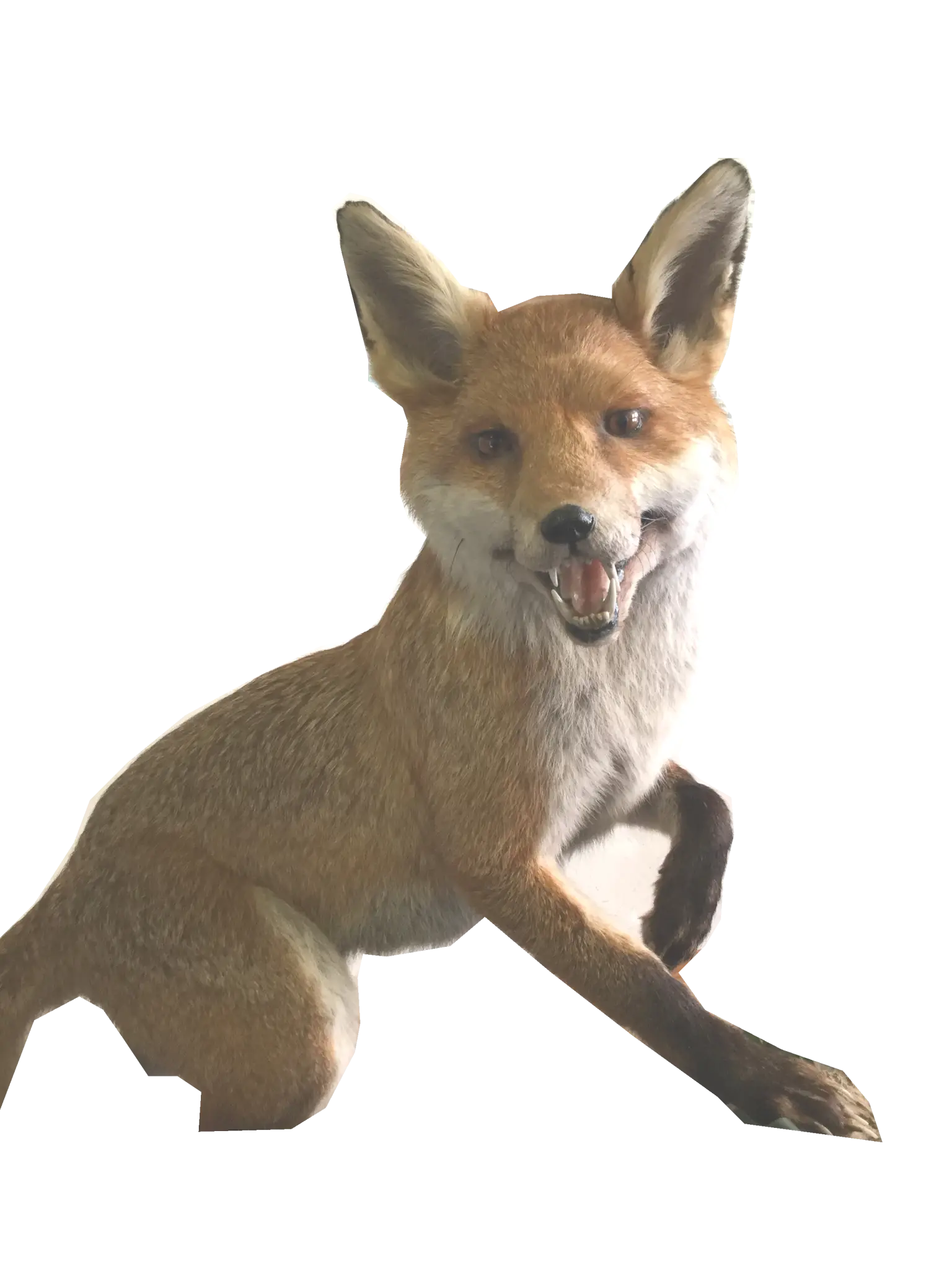 Smiling Fox in Natural Pose