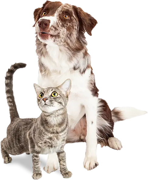Cute Dog and Cat