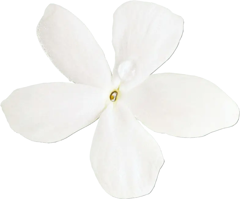 Delicate white jasmine flower illustration