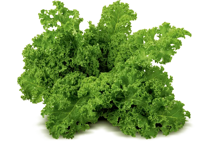 Fresh Curly Green Kale Bunch