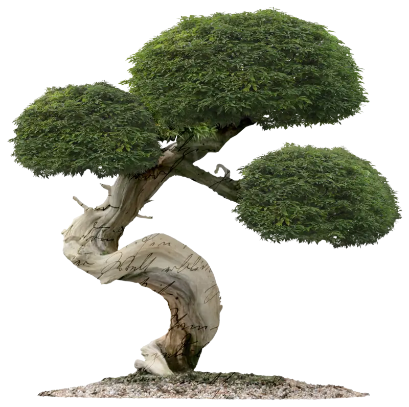 Green Bonsai Tree