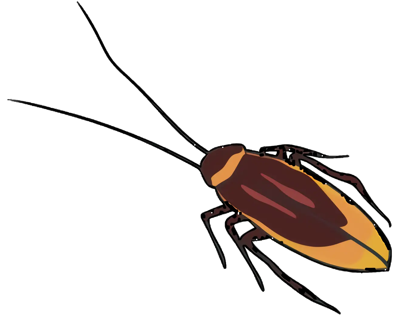 Cockroach Vector Illustration