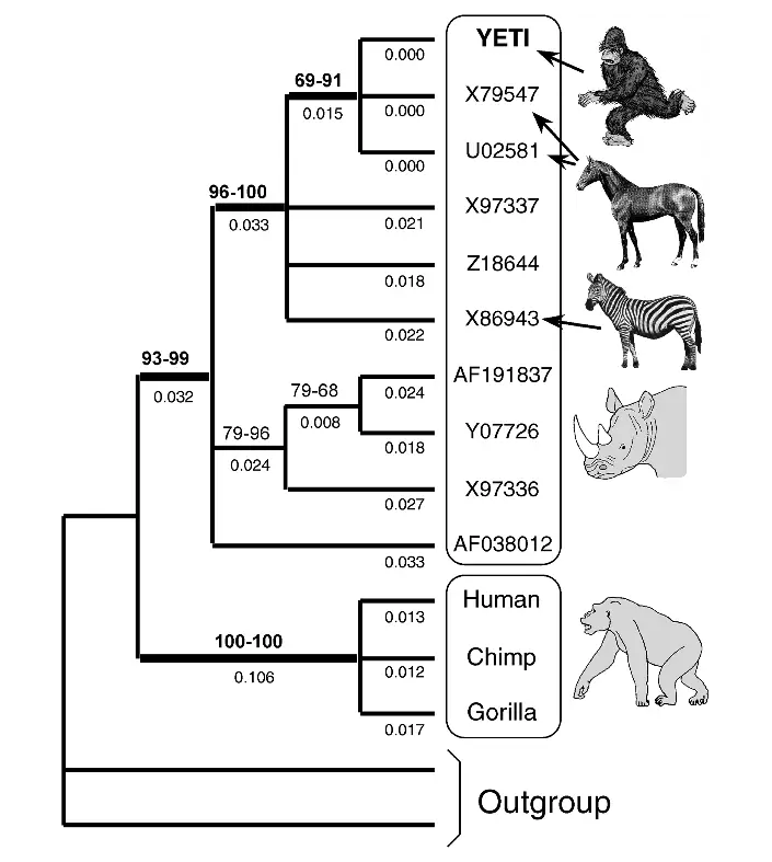 Phylogenetic Tree Diagram of Species