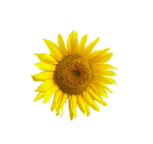 Bright Yellow Sunflower Blossom