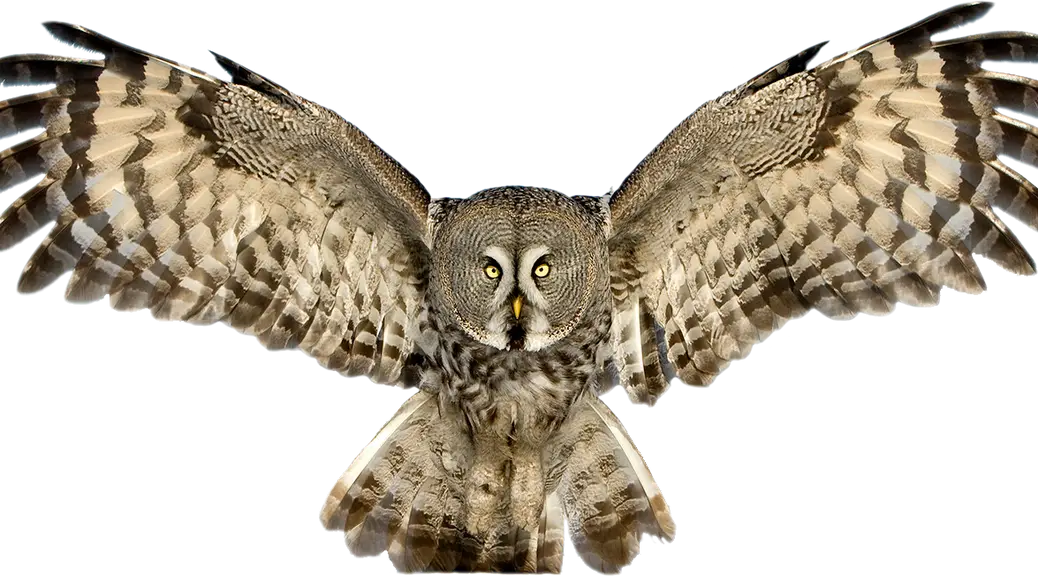 Owl with Spread Wings