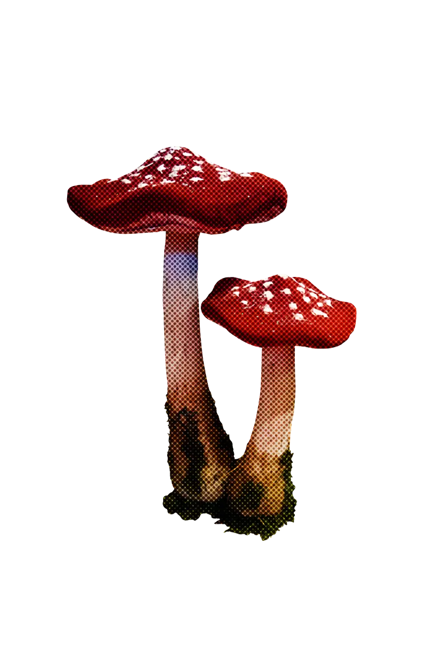 Red Spotted Mushroom Illustration