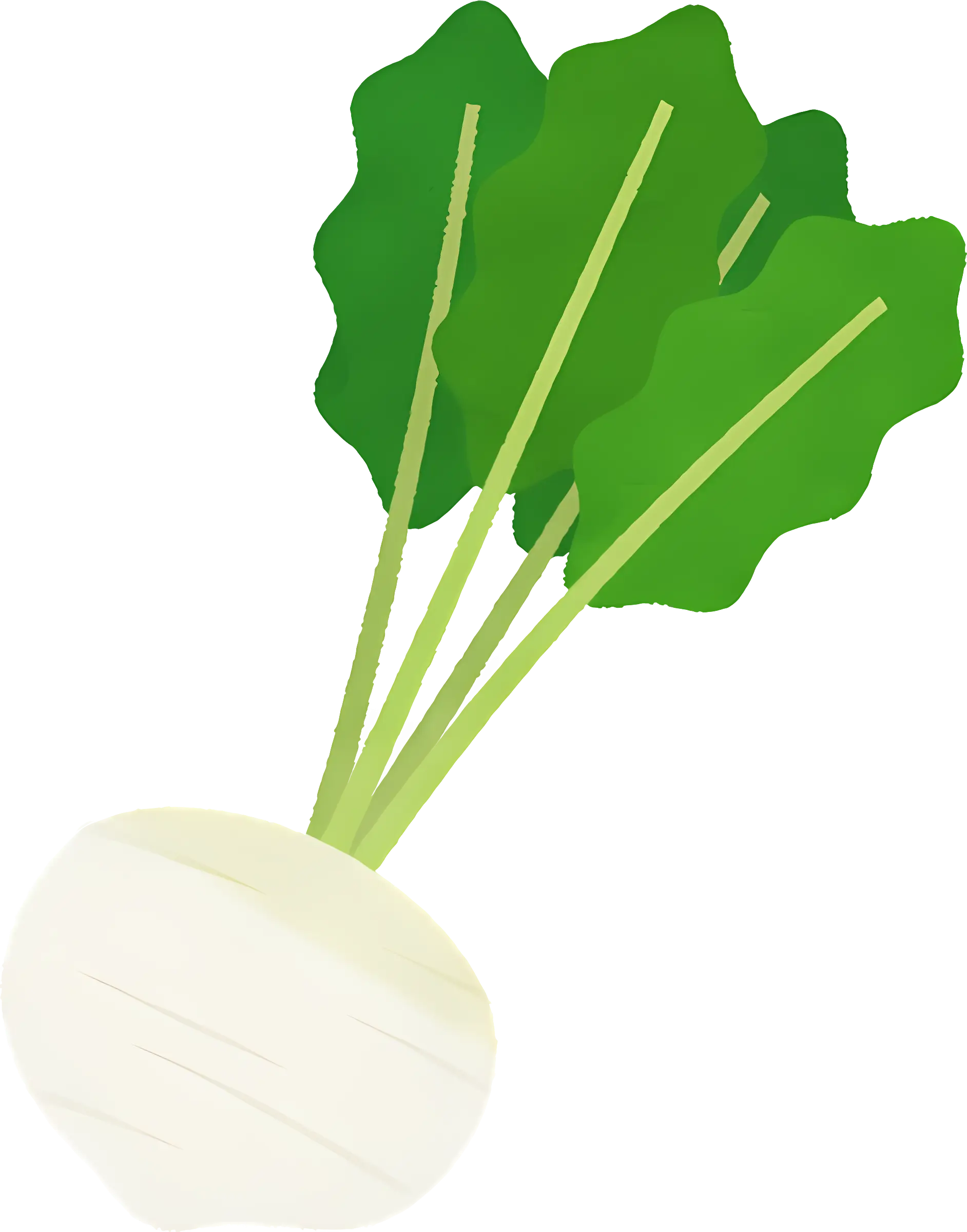 Fresh Turnip with Green Leaves