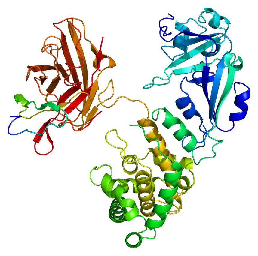 3D Molecular Protein Ribbon Model for Biochemistry