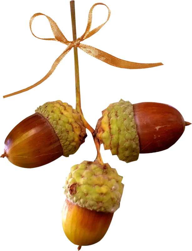 Three Acorns Tied with a Ribbon