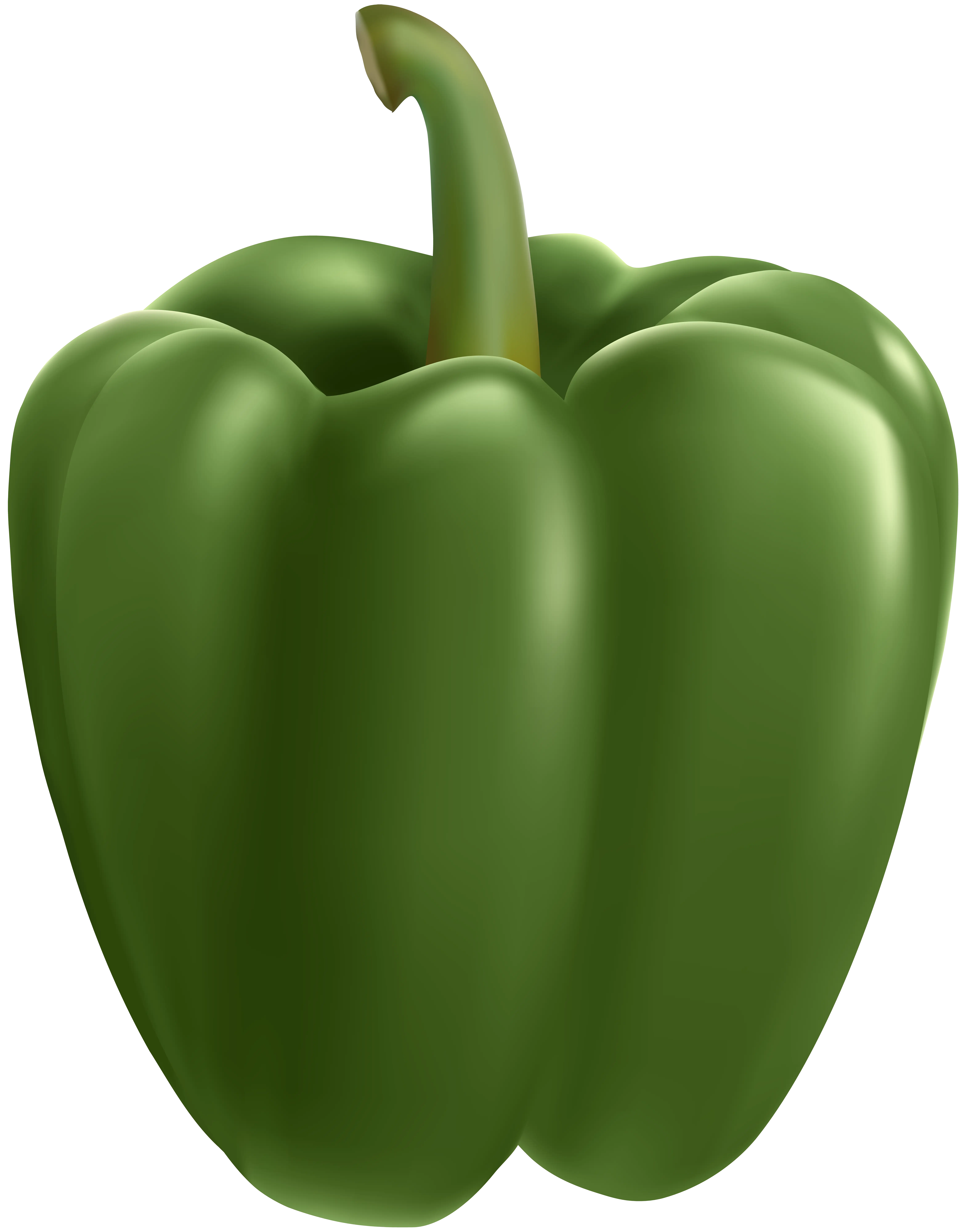 Fresh Green Bell Pepper Illustration