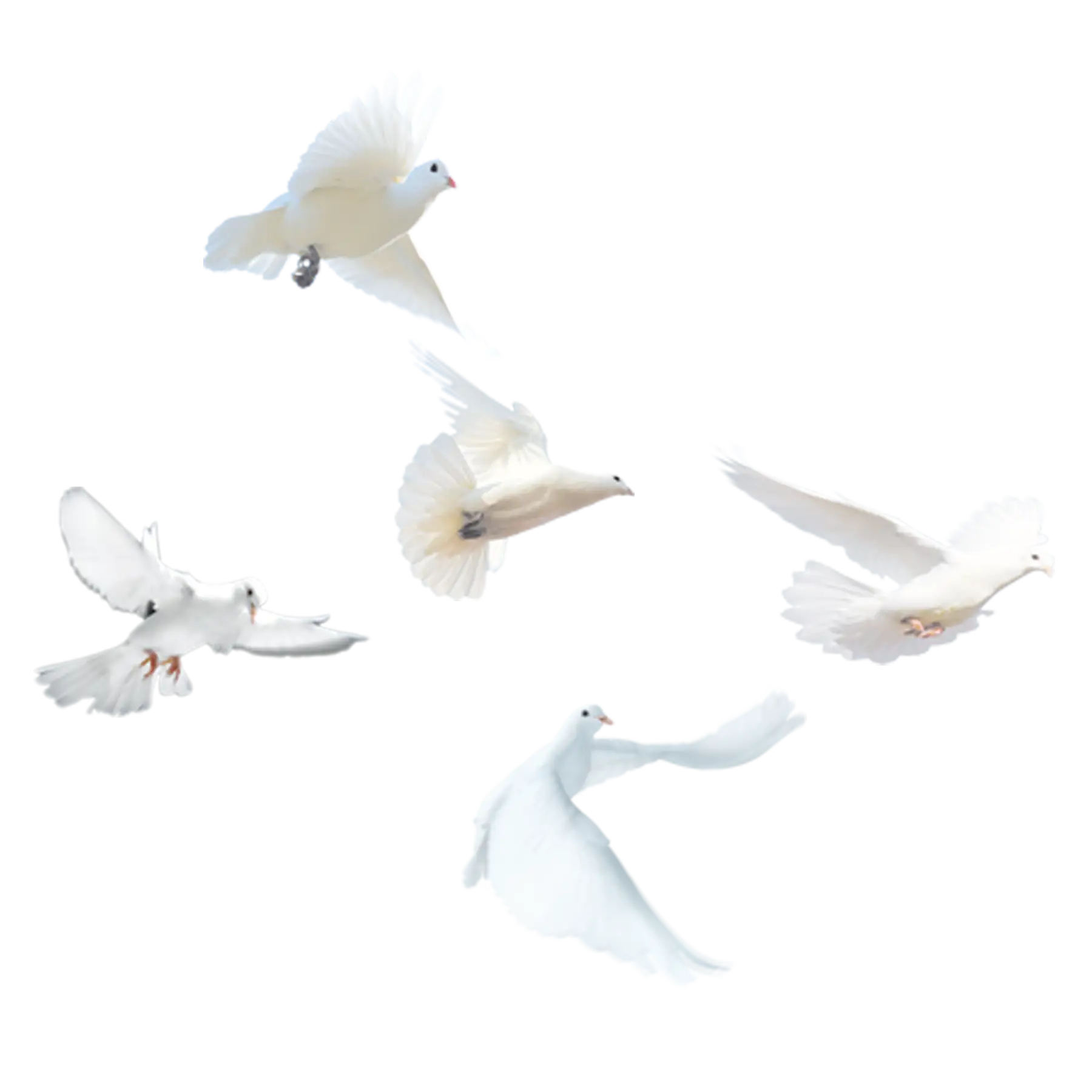 Group of Flying Doves