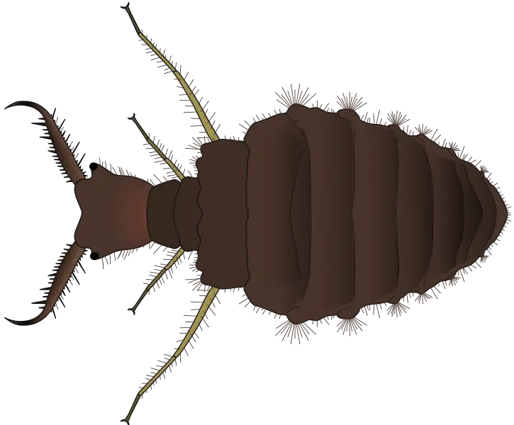 Detailed Insect Illustration in Brown Tones
