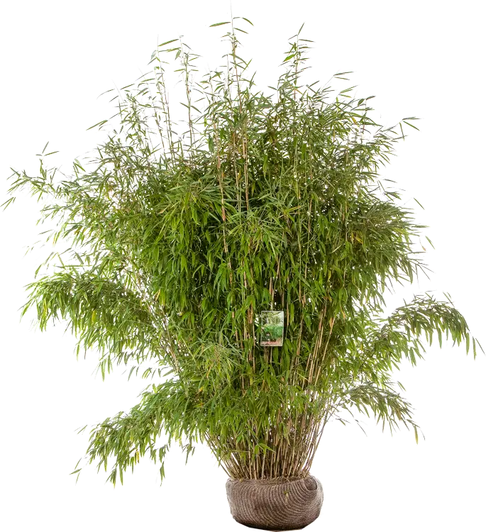 Vibrant Green Bamboo Plant for Natural Decor