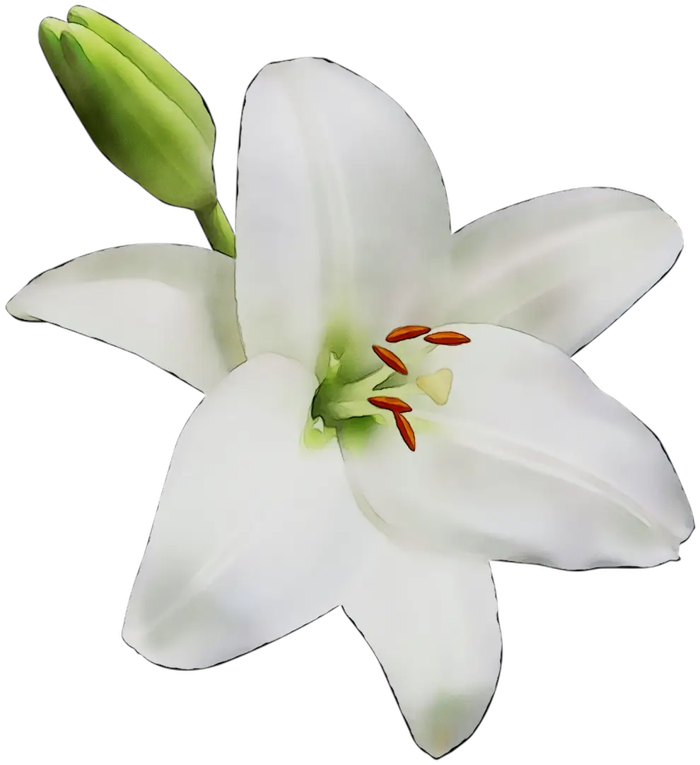 Elegant White Lily Flower