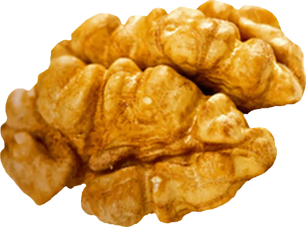 Walnut Kernel Close-up