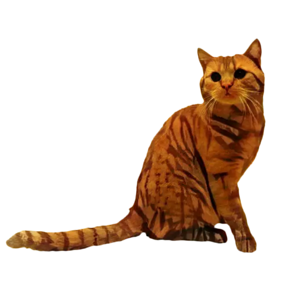 Striped Orange Cat Sitting Calmly