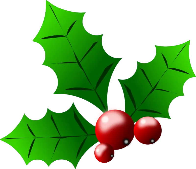 Holly with Red Berries Illustration