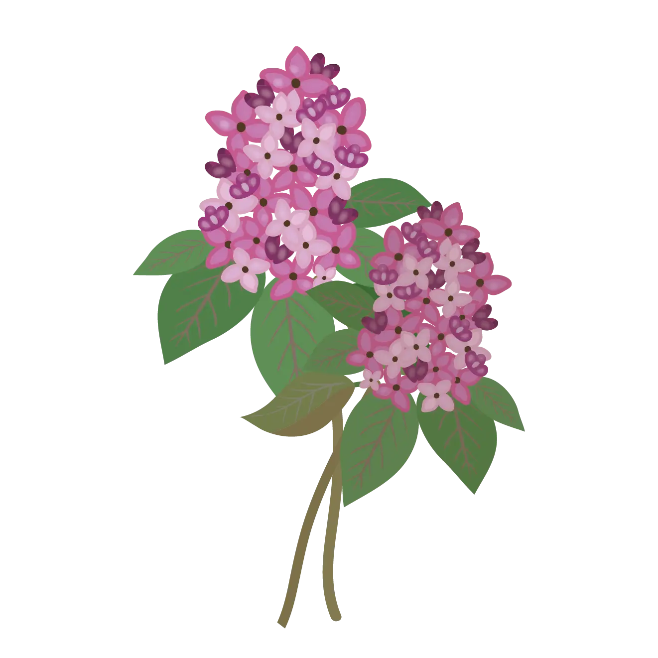 Purple Lilac Flowers with Green Leaves