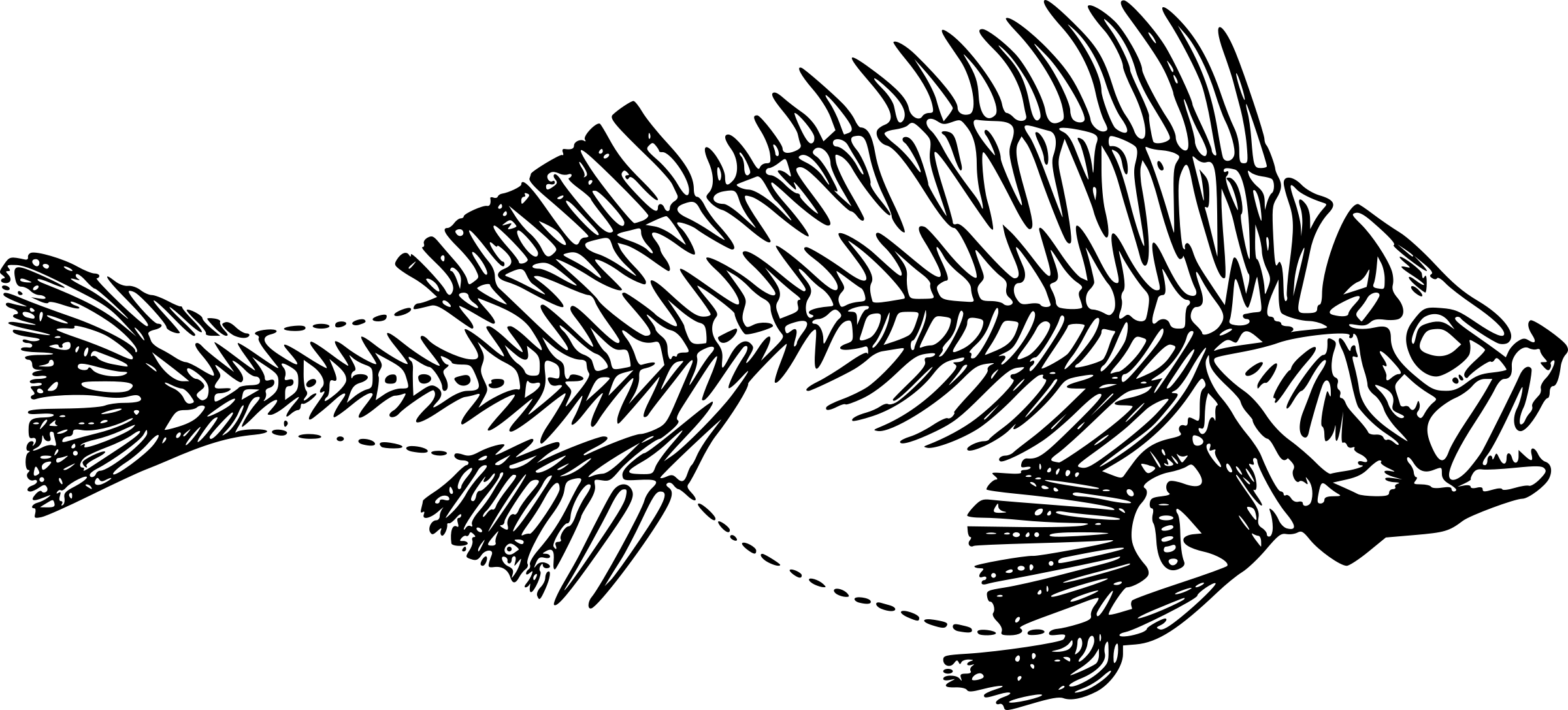 Black Fish Skeleton Illustration