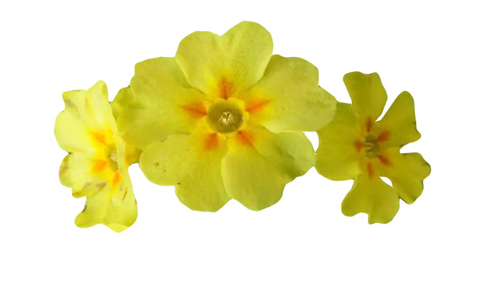 Yellow Flowers in Full Bloom