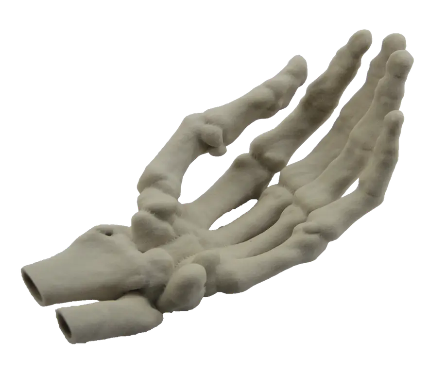 Skeleton Hand Anatomy Model