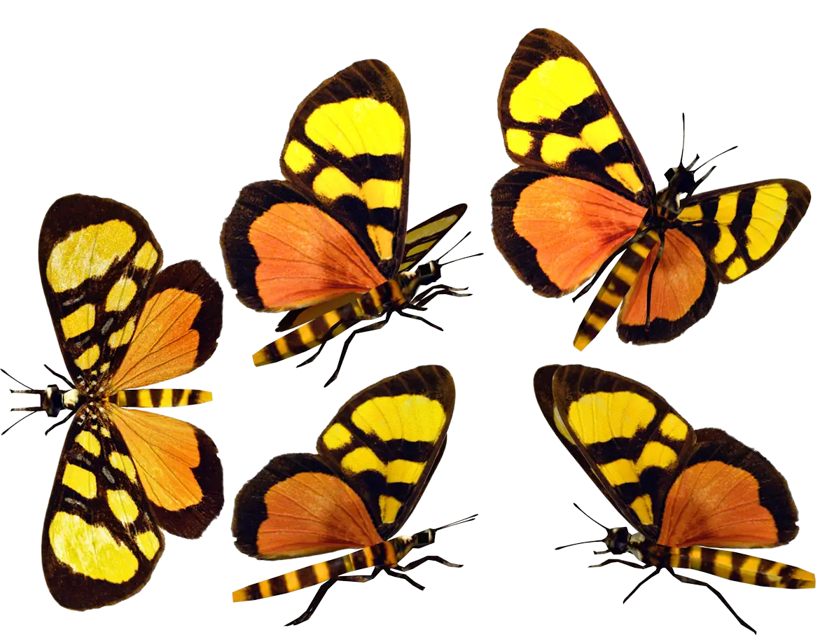 Group of Colorful Orange and Yellow Butterflies