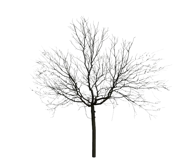 Bare Tree Silhouette Illustration