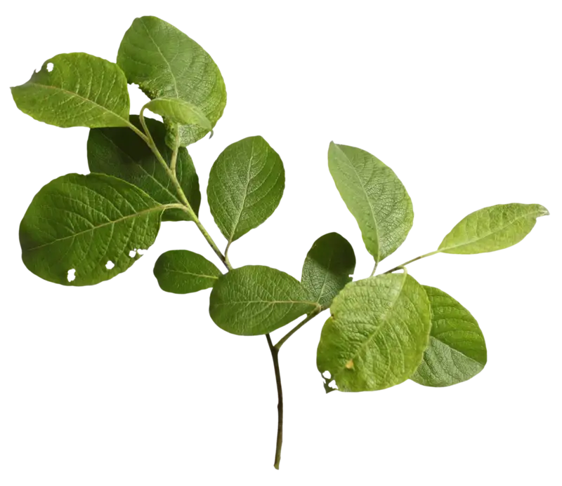 Detailed Green Branch with Leaves