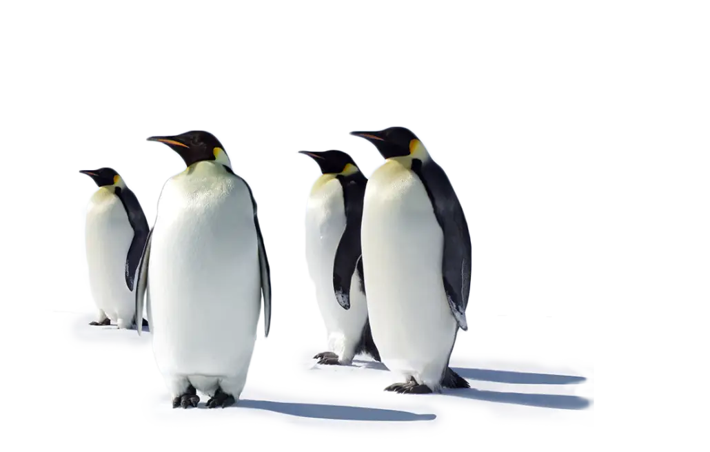 Group of Penguins Standing on Snow