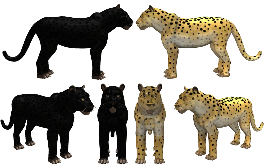 Black Panthers and Spotted Leopards