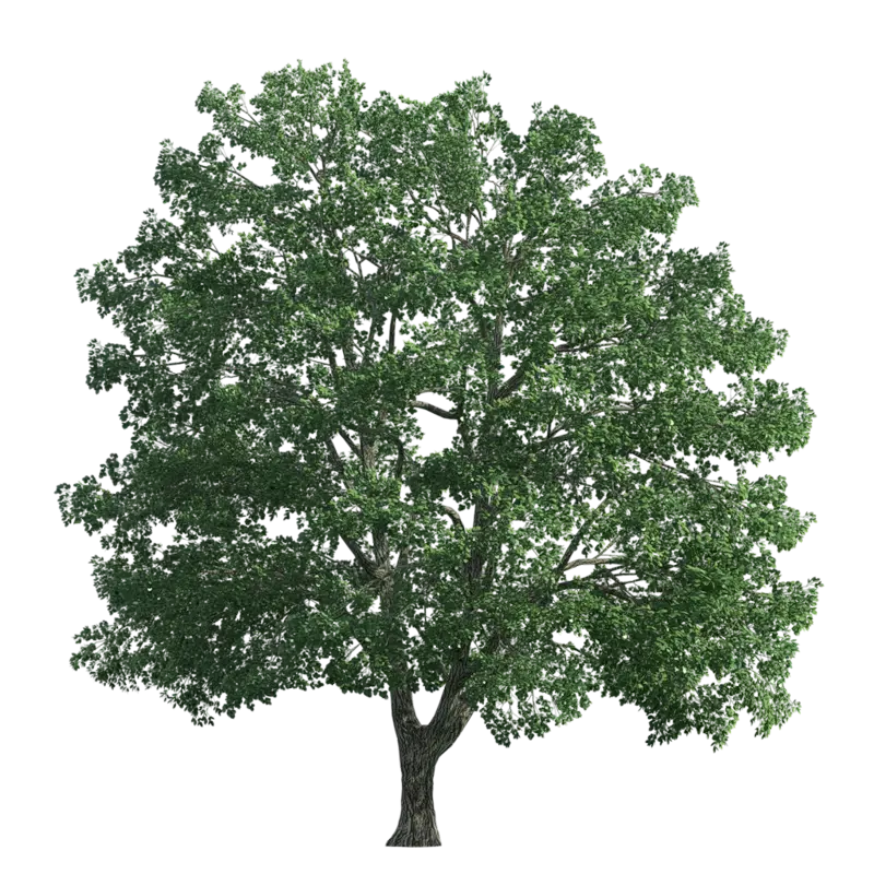 Lush Green Tree on Transparent Background