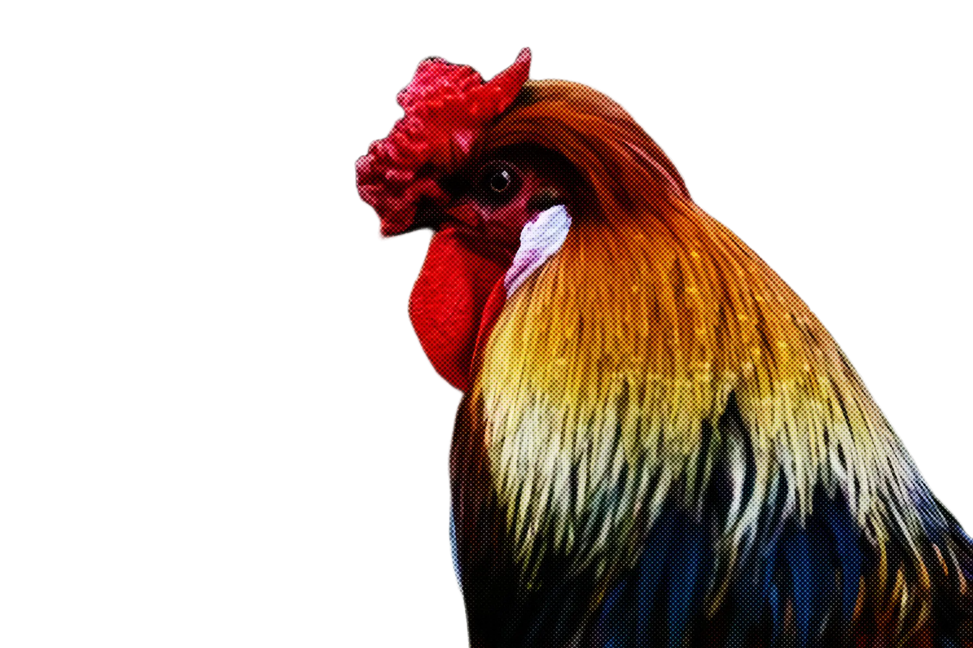 Rooster with Vibrant Feathers