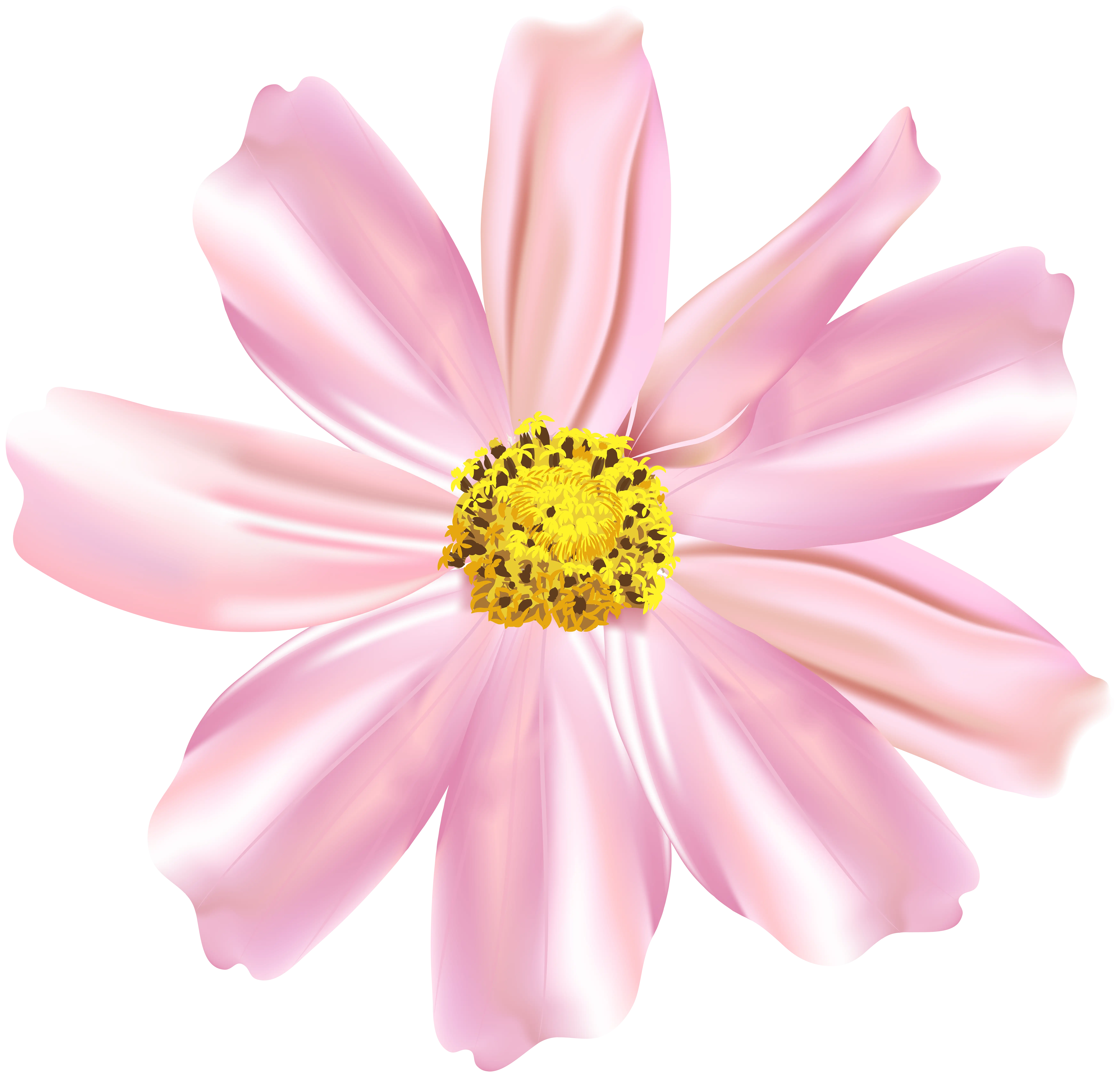 Beautiful Pink Flower Blossom