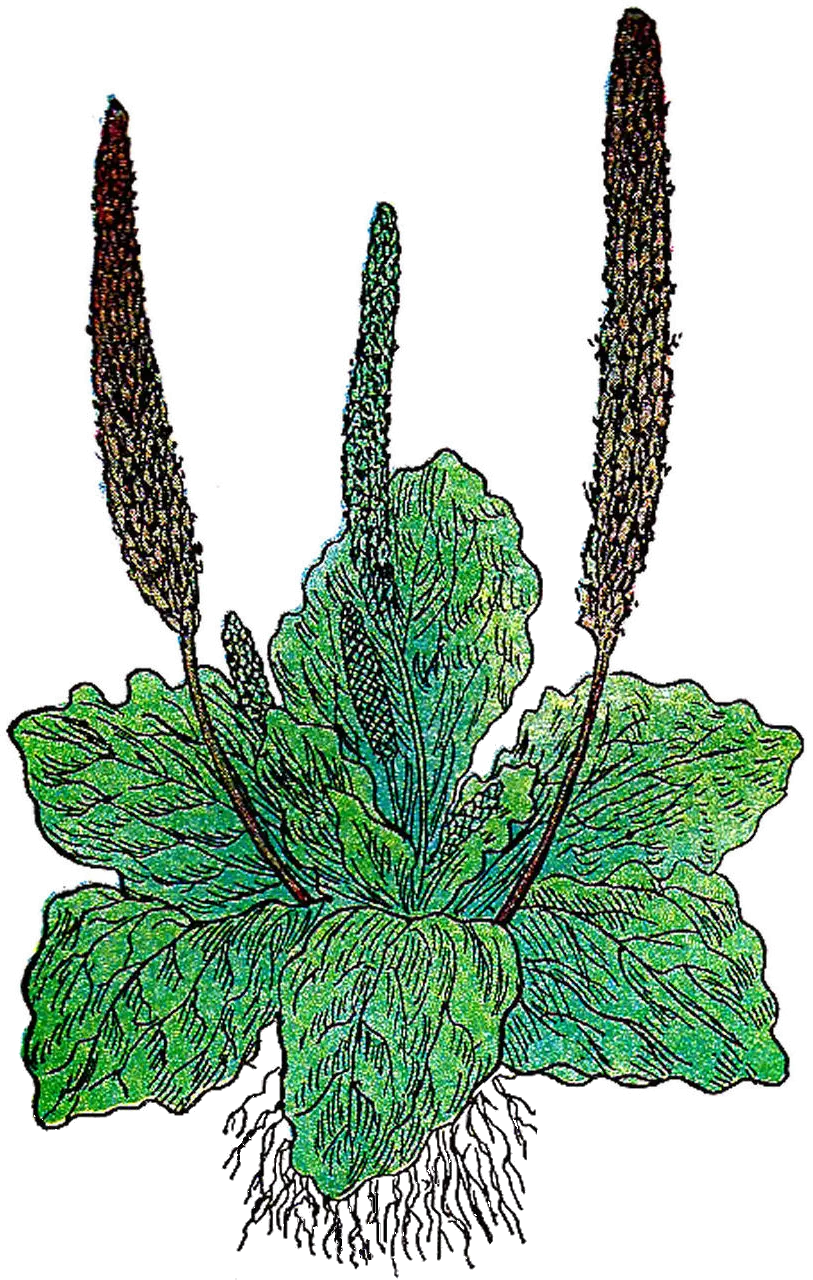 Plantain Illustration with Detailed Structure