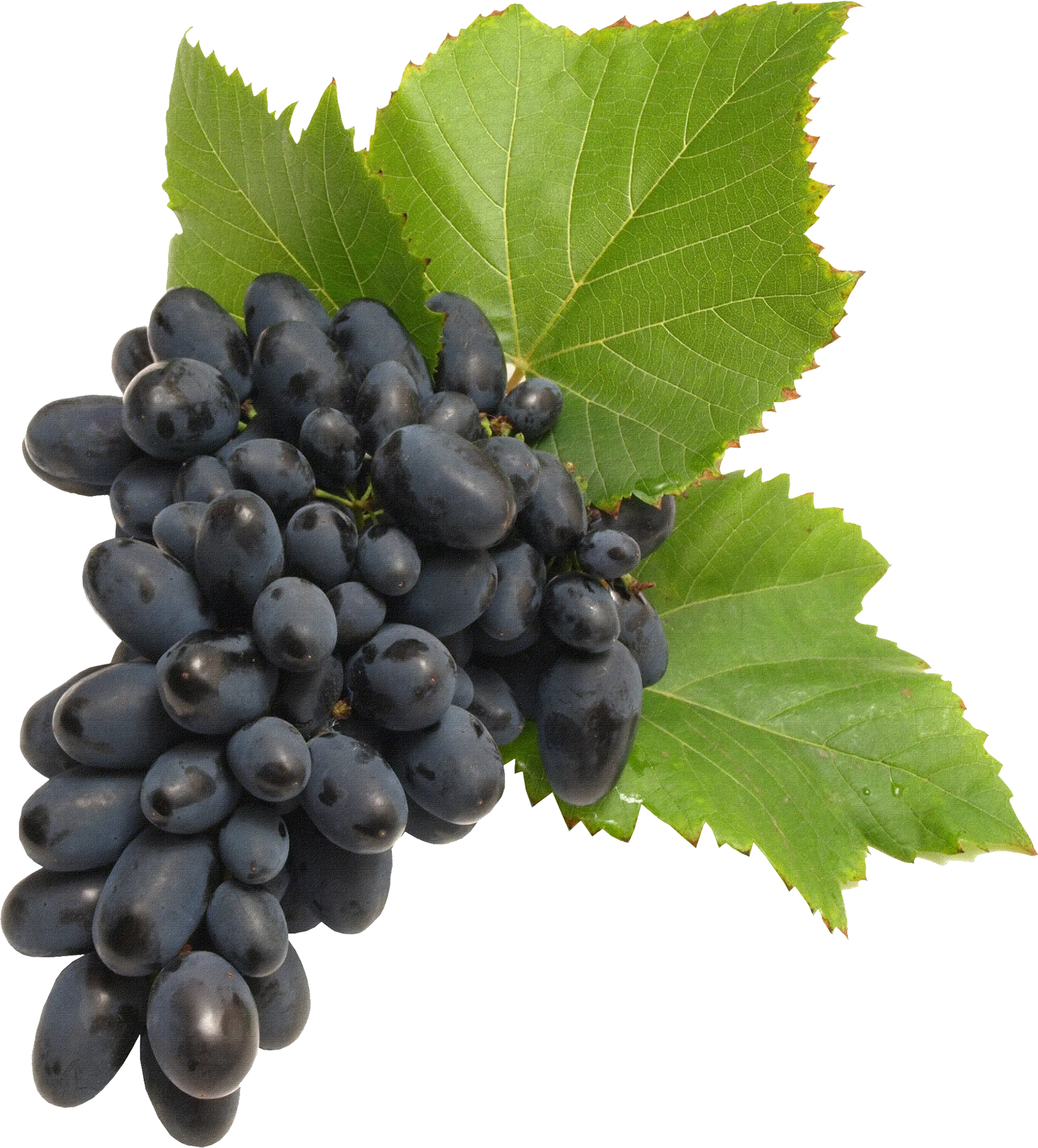 Fresh Black Grapes with Green Leaves