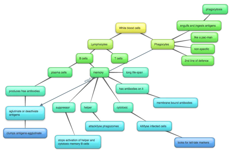 White Blood Cells Diagram